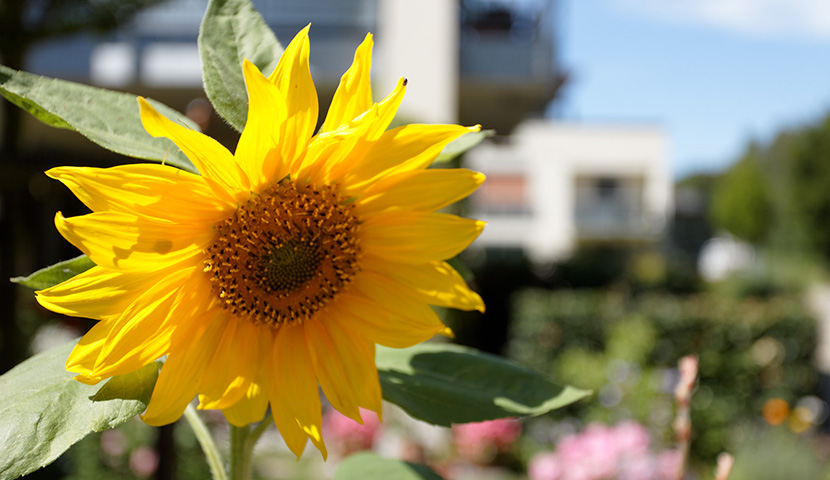 Der Garten mit Sonnenblume im Vordergrund