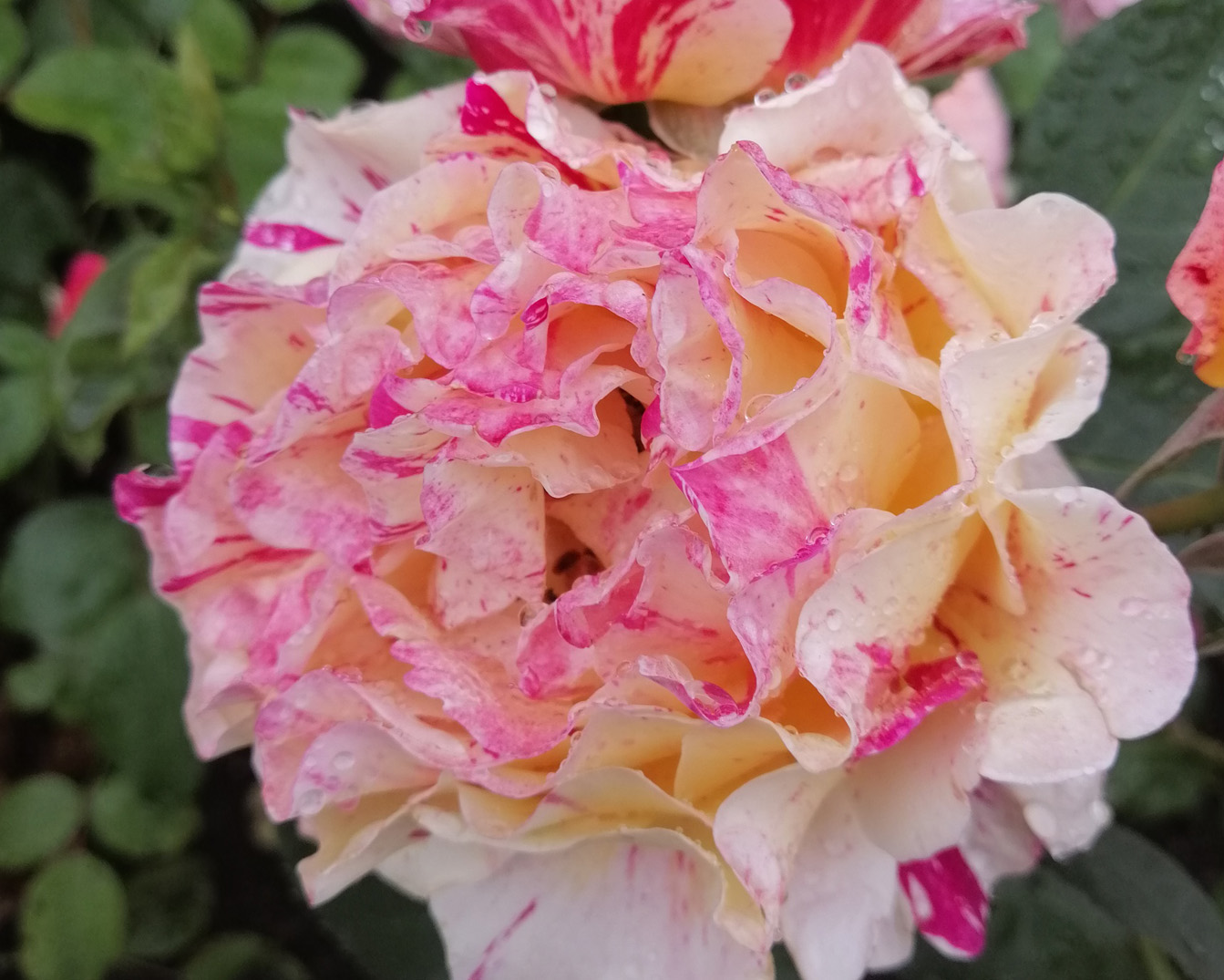 Rose als Hinweis für das Trauer-Café
